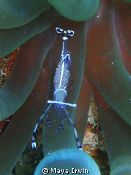 Cleaner shrimp at Jackson Alley, Sharm, Egypt June 2010. by Maya Irwin 